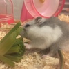 愛ハムスターの食事情