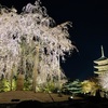 祇園白川の桜～東寺夜桜ライトアップ / 2023.03-04 京都桜ワーケーション(4)