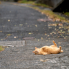 隣市南離島のねこさん