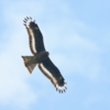 石狩川の上で謎の鳥がホバリング