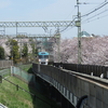 アジアな空間　その１４６１　神田川沿いの桜たち　の巻