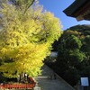 鶴岡八幡宮の大イチョウ