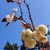 須磨浦普賢象（すまうらふげんぞう）という桜