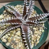 Dyckia 'All Star' BBY流の育て方&生育記録 Vol. 1