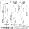 言語は文化にどのような影響を与えているか～身体認知の観点からの考察～