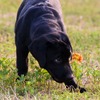 ★★★ 子犬と遊ぶ（其の二・リッチー編）金曜日・・・
