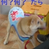 パピーパーティー３回目だよ。その３