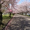 知多の旭公園では、今、桜が満開です。