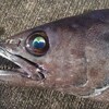 あめ玉コンビ…なんと肛門から油を漏らす！！禁断の深海魚バラムツ