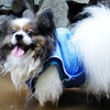 八面山（はちめんざん）登山｜犬連れOK！初心者も安心の中津人気スポットを解説