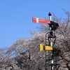 去年の桜