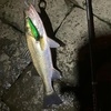 X-80SW shallow LBO でシーバスを釣ってみた！　ホリデーパック20-210  シマノ　アルテグラC3000