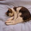 my old pal　猫的母親