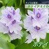  水草に涼しげな夏の花ホテイアオイが見ごろ【熊本】