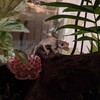 【日記】餌食べてくれたーーー＼(^o^)／【ペット】