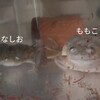 食べる勢いの差