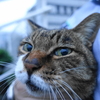 10月前半の #ねこ #cat #猫 その3