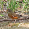 兵庫県加古川）日岡山公園。ツツジ。アカハラ、シロハラ、ビンズイ、アオジ、シメ、カワラヒワ、コゲラ。