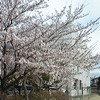 今日の桜