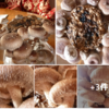 自家製『シイタケ』摘みで、、盛り上がってます　🍄❕