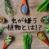 虫除けには『ハーブ』が最適！蚊などが嫌う虫よけ植物を調べてみた。