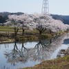 十二ヶ滝の桜