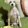 犬　また持病が増えた…