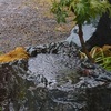 冷たくはないが冬の雨