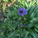 garden angelica