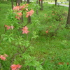 レンゲツツジや様々な山野草が咲き始めました