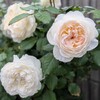 白い薔薇