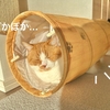 もちもちにぎにぎ。