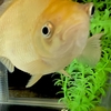 【日常記事】金魚な街中華