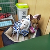 保護犬パーク長居店　2023.1.21