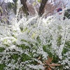 雪柳誰が付けたか雪の精