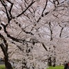 生存報告と近況と、去年の桜坂！