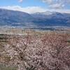 桜満開‼️富士山をみながらソロツーリング