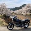 桜開花の周山街道