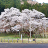 2023/3/27 花見ドライブ：根尾谷淡墨桜、霞間ヶ峡、相川水辺公園、養老公園・養老の滝、大樽川千本桜