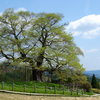 「醍醐桜」へ　　