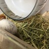 しろごまあん8日目
