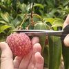 夏の思ひ出、ライチ摘み取り園へ行ってきました♫
