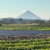 朝に開聞岳、午後は桜島・・・茶会の準備に追われた一日