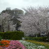 桜の季節（２）