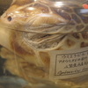 ついに目黒寄生虫館に行った話