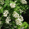 初夏の花ウツギ / 卯の花を詠んだ歌　　　万葉の時代から明治期に至るまで，日本の初夏の花の代表はウツギの花＝卯の花だったようです．万葉集に二四も詠まれ，唱歌「夏は来ぬ」は明治から現代まで歌い継がれています．「ウツギの花が春から初夏への季節の変わり目に咲き、また白く目だつことから、暦の普及していなかったころに季節を知る重要な花であった」　五月雨もむかしに遠き山の庵通夜する人に卯の花生けぬ　与謝野晶子