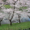 #7 千鳥ヶ淵 外濠 飛鳥山公園 目黒川 散策