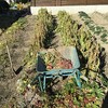 晩秋採れジャガイモ収穫しながら地球を感じる　～Late Autumn Harvesting Potatoes while Feeling the Earth