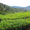 Mossy Forest Discovery-Half Day Tour-体験記「Tea Plantation Overview」　マレーシアうたた旅 2024.3.13-18　４日目①　Highlanders Garden Guesthouse👣G.U.Stall👣Guesthouse🚙Tea Plantation