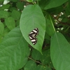 Psychostrophia melanargia　キンモンガ